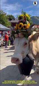 TRADISI MERIAS SAPI DI SWISS. Alpabzug,
