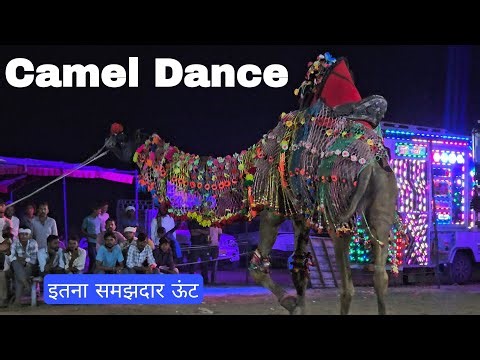 Camel dance in Beri Mela on Tejal Super Dooper Song – Unbelievable Moves 2025
