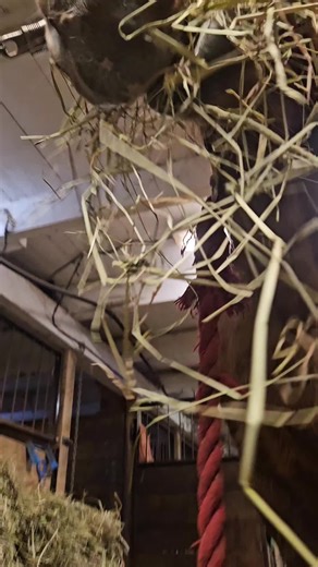 Ça crunch bien se soir 😏 #Asmr #horse #foin #crunch