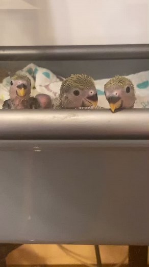 Charming Parakeets Interacting in a Cozy Indoor Setting