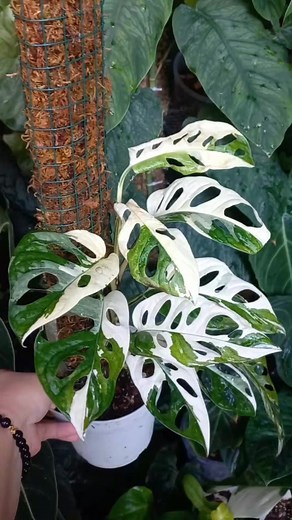 Is variegated Monstera adansonii rare? In conclusion, Variegated Monstera adansonii is a rare and unique houseplant that commands a high price due to its limited supply and high demand. #variegatedmonstera #variegatedmonsteraadansonii #rareplants #HARDENSASIYUDAD | Harden sa Siyudad