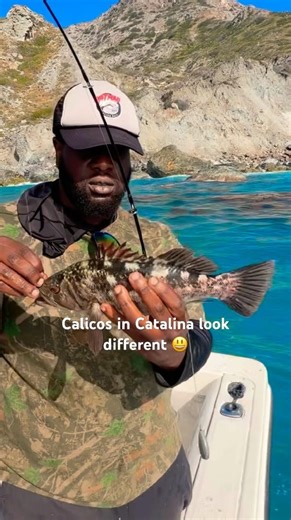 Calicos in Catalina look way different 😃