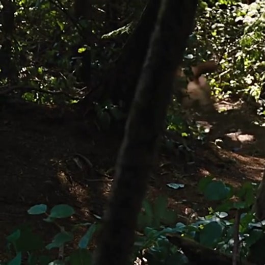 Omg🤣. #viral #wolf #wolfedit #werewolf #werewolfedit #twilightwolf #twilightwolfedit #twilightwolfpack #plzgoviral❤ #foryou #fypシ #nighthowlers #nighthowlerspack #wolves #wolvesedits #wolvespack