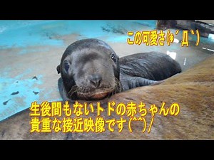 【トド】生後6日のトドの赤ちゃんの様子(^^)/（伊勢シーパラダイス／水族館）