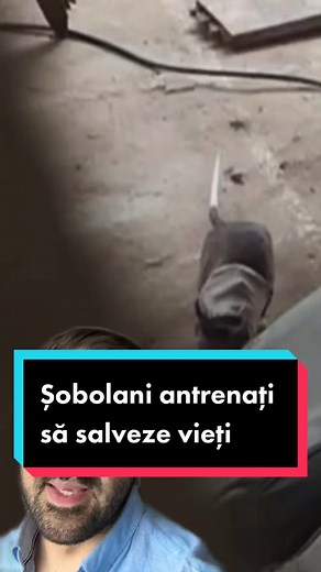 Șobolani antrenați să salveze vieți în situații de urgență