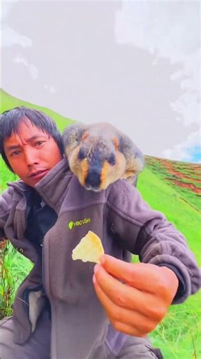 Cute Wild animal bobak marmot eating cookies yummy 15