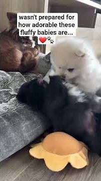 Tiny Pomeranian Puppies Playing With Mom 🐶❤️ #pomeranian