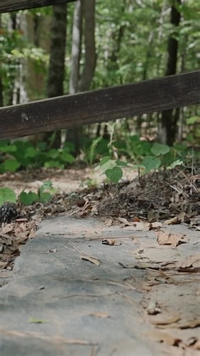 29 reactions | Every trail tells a story. Start yours in Alabama #explorealabama #alabamayearoftrails #outdooralabama #alabamastateparks #alabamaforeverwild | Outdoor Alabama | Facebook