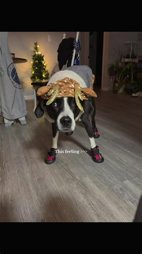 POV : You get out DRIPPED by a pup #puppy #baby #ootd #new #cute