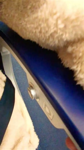 【飛行機・通路側の肘掛けが動かせます】肘掛け裏にある秘密のボタンを押してください #飛行機 #秘密のボタン #airplane #secretbutton