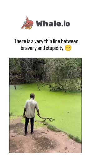 TrendTok Hub on Instagram: "The video depicts an African man using a stick to prod and maneuver several large crocodiles in a green, algae-filled pond, maintaining close proximity without visible panic, which fuels the post's commentary on bravery versus stupidity. Posted on December 22, 2025, by @Am_Blujay —a verified account with over 550,000 followers—the content exploded to nearly 1 million views and 4,100 likes in hours, drawing replies that split between praising his expertise and warning