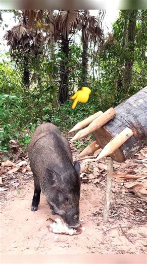 OMG!! The Most Creative Wild Boar Hunting Idea Ever 🐗🔥 #wildboar #pig #pigtrap #animals #pigfeed