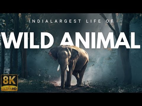 Wildlife of INDIA In 4K - Amazing Scenes Of India's Animals |