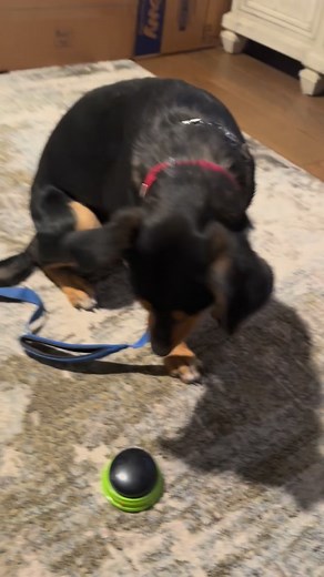  Willow’s Learning to Talk!  Day 8 Willow is now learning how to...