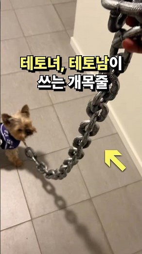테토녀, 테토남이 쓰는 개목줄ㅋㅋ 강아지 목줄 추천 #꿀템