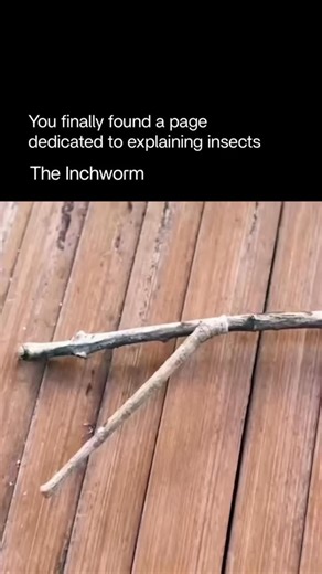 AI Reels | Awesome Nature on Instagram: "The inchworm is a small, green or brown caterpillar known for its unique way of moving — it appears to “measure” the ground as it goes. Instead of crawling smoothly like most caterpillars, the inchworm loops its body: it brings its back end forward to meet its front legs, forming an arch, then stretches out again. This gives it the nickname “measuring worm.” Inchworms are the larvae of geometer moths, and their looping motion inspired the Greek name geome