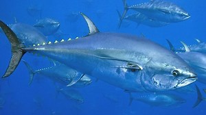 Tuna - the forgotten superpredators.