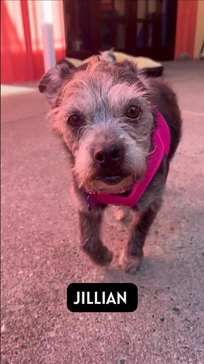 Check out these dogs that were just rescued at Muttville Senior Dog Rescue in San Francisco!