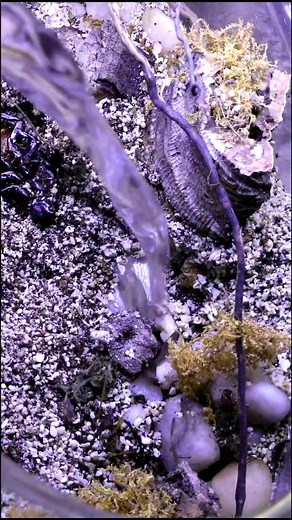 Water vs. Fire Ants: A Battle in Nature