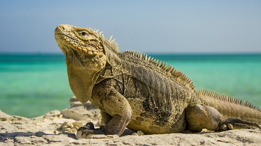Universum: Kuba - Im Rhythmus der Natur