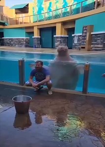 Funny Animals | Best Movie