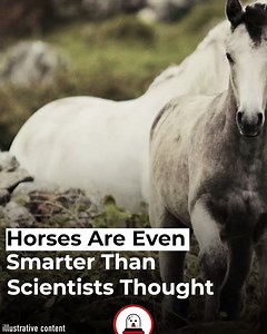 315 reactions · 199 shares | Some scientists believe that the intelligence of adult horses  is comparable to that of 12-year-old children 戮. But is it true? Is this claim too romantic? We've gathered scientific data to answer these questions. | Sunday Roast | Facebook
