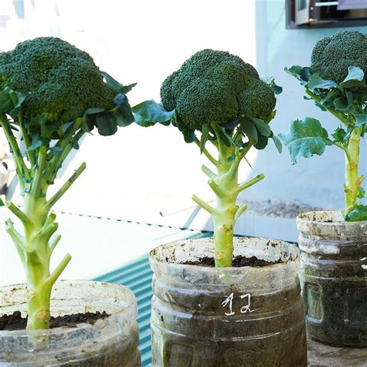 Try Growing Cauliflower This Way, It's Easy To Grow Big Corn And It's Delicious | Diy Garden World