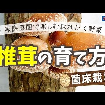 しいたけの育て方【園芸】コーナン