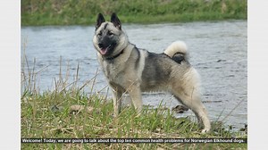 Top 10 Common Health Problems in Norwegian Elkhound Dogs