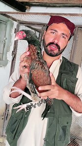 Call&whats app 03177411944.. #Babar #aseelfaram #Mianwali #2025reelsviralシfypシ゚viralシ #foryouシpag #وتہ #خیل | Babar Aseel Farm Mianwali