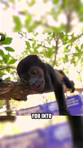 Welcome to Monkey Island: A Million-Dollar Adventure!