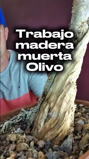 Cómo trabajar la madera muerta en un olivo bonsái 🌿🔥 | Técnica paso a paso” #yatabonsai #bonsai