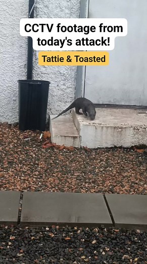 13K views · 72 reactions | What a day at Tattie & Toasted! 凜 We...