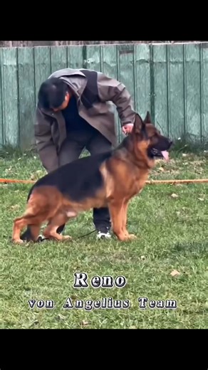 RENO VON ANGELIUS TEAM VA6 BSZS 🇩🇪🏆 . . . . #germanshepherd #germanshepherdpuppy #germanshepherdpuppies #germanshepherdsofinstagram #germanshepherddog #germanshepherdlove #pastoraleman #bergerallemand #doglover #dogsofinstagram #doglife #dog #dogoftheday #dogstagram #chienheureux #chien #chienheureuxmaitreheureux #chienmignon #chiendamour #كلبك #كلب #fypchallenge #fypシ゚ #fypシ゚viralシ #fypviralシ #fypageシ #fypシ゚viralシfypシ゚ #explore #explorepage #videoviralシ #morocco #germany #funnyreels #shepher