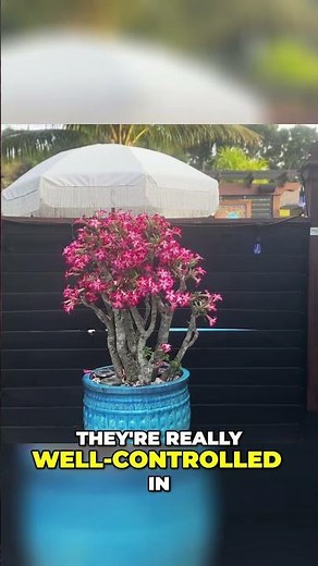 Desert Roses Are the EASIEST No-Fuss Potted Plant to Keep Alive!