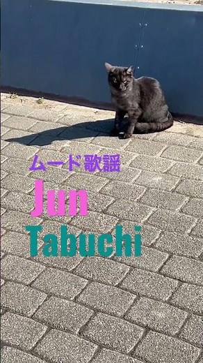 ♯タブレット純＃猫♯ム－ド歌謡＃泣かないでマヒナスターズ #昭和歌謡