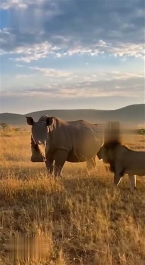 Rhino Unable to Escape a Lion’s Relentless Assault. #shorts