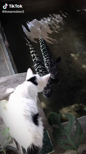 Kalo majikan nya yang kasih makan gak galak😈#fyp #ikangalak🦈 #ikancanaindonesia #ikanmurah #ikantomanpalingbesar #ikantomanjagoan #ikantomanharimau #canamurah??