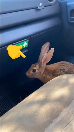 We need to help every animal 🫶❤️☘️ protecting rabbit from hyena attack #rabbit