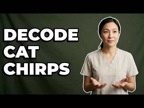 How Can I Understand Cat Chirp Language?