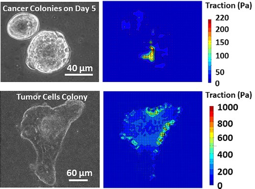 Research | Tang Lab