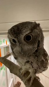 315K views · 21K reactions | Sassafras the screech owl making everyone aware that this is his territory! This great video is brought to you by Great American Insurance Group | Cincinnati Zoo & Botanical Garden | Facebook