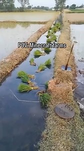 8.6M views · 42K reactions | Automatic Minecraft Farms have come to Real Life! #minecraft #gaming #memes | Minecraft Daily Videos | Facebook