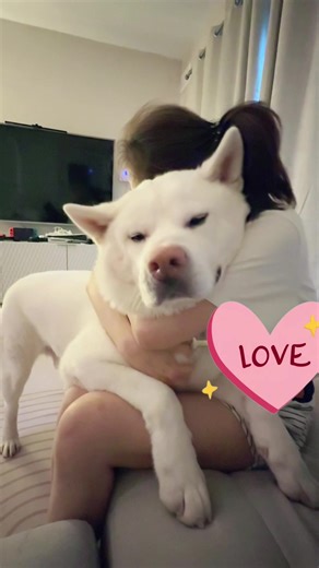 🐻‍❄️ bear hug #akita #dog