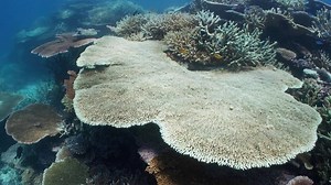 Coral bleaching at John Brewer Reef. Supplied: WWF Australia/Grumpy Turtle Designs