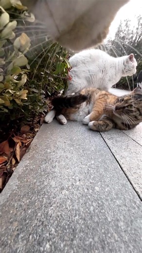 Doujuan the Smart Tabby Cat Outshines Maxwell