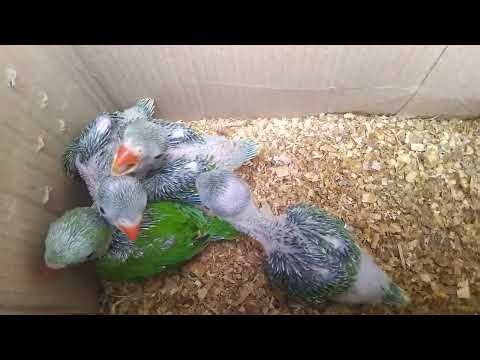 Four Cute Baby Parrots Chirping Sweetly