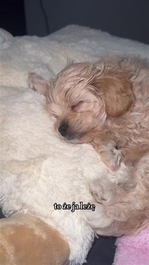 ❤️#peekapoo#pudelmix