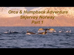 Skjervøy Whale Adventure : Part1
