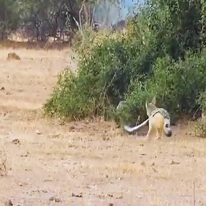 289K views · 1.1K reactions | Honey badger and jackals attack a huge python ! | DWRS Commando Radio Ilocos Sur | Facebook